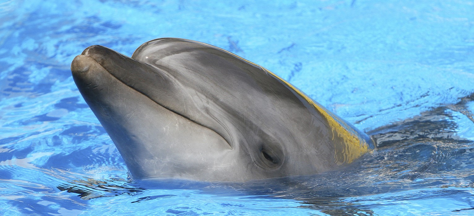 Плаванье с дельфинами: волшебные впечатления для ваших близких